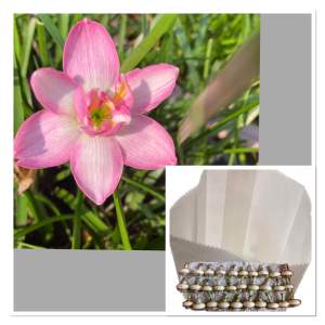 010.หัวดอกบัวดิน แพรพรรณราย หัวละ 50 บาท