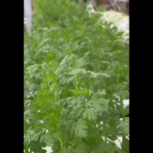 ผักซอง 3A J003# ชุด 259 หมอน ผักซองตั้ง ผักซองจัมโบ้ เมล็ดพันธุ์ผัก AAA สามเอ