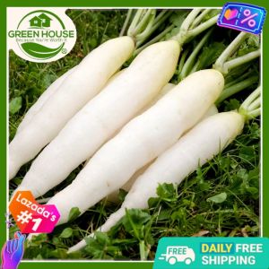 Green House® - White Radish Labanos Seeds for Planting Vegetable Plants (100 Seed) incl. Instruction how to Plant F1