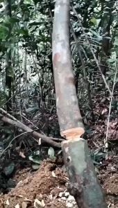 Tongkat Ali Ginseng 马来西亚东革阿里野生高山香阿里王500g批发