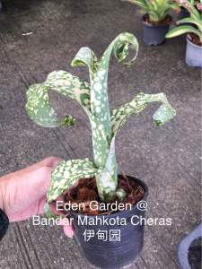 Billbergia Leptopoda ( 積水风梨/bromeliad )