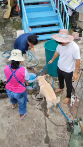 คายีซาเรส กลูโฟซิเนต-แอโมเนียม ขนาด 4 ลิตร เผาใหม่ ตายเร็วตายทุกหญ้า