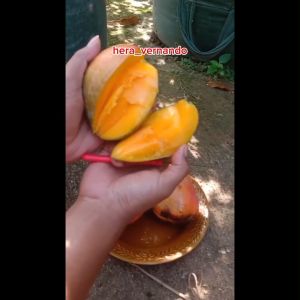 Bibit Mangga Irwin Hasil Okulasi Tinggi 1 Meter