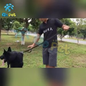 Durable Dog Leash Adjustable Nylon Military Buffer Design Dog Leash For Medium Large Dog German Shepherd Training