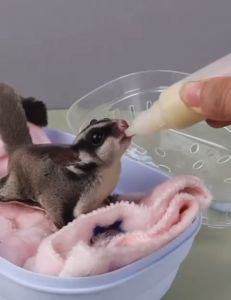 goat milk hamster dog cat hamster guinea pig chinchilla rabbit