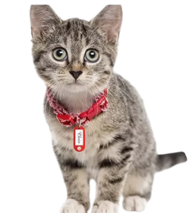 Label Nama untuk Kalung Kucing & Anjing disertai Nametag Identitas Hewan Kesayangan Agar tidak Tersesat
