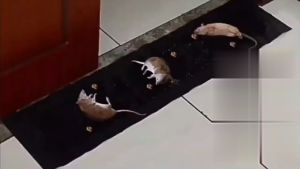 OFM-C1103 Lem Perangkap Tikus 0.6/1.2M Stiker Lem Tikus Jumbo Super Lengket / Sticky Rat Blanket
