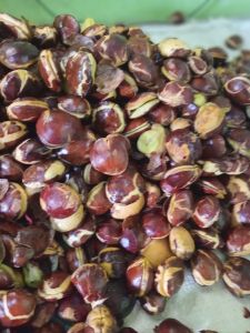 Jengkol Tua fresh kemasan 500gram dan 1kg