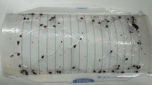 PP TRAP with Cockroach Lure IC (10 Set) Waterproof Sniper Cockroach Killer Price Cockroach For Sale - Lazada