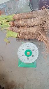 combo 10kg củ bạc hà núi các loại trồng cảnh