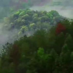 💗🙋‍♀️💗正宗新会陈皮泡水老陈皮干茶新会20年老陈皮代用茶玻璃罐装礼盒装