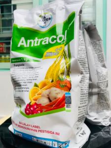 fungisida ANTRACOL dari Bayer