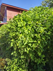 ถั่วพูเขียว 30 เมล็ด