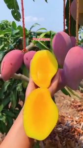 Bibit Mangga Irwin Hasil Okulasi Tinggi 1 Meter