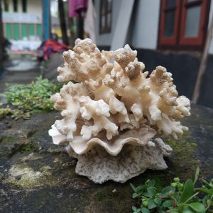 TRUMBU KARANG RANGKAI ISTIMEWAH RUMAH IKAN HIAS AQUASCAPE AQUARIUM