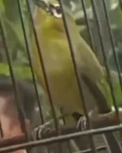 Vitamin Burung Lomba Rahasia Sang Juara Cair 15ml - Suplemen Kesehatan Makanan Bernutrisi