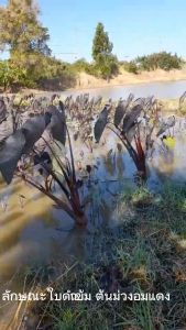 seeds บอนดำแบล็คเมจิก(Black magic)บอนต้นม่วงบอนต้นดำบอนประดับปลูกง่ายโตไวสำหรับประดับสวนสูง20-30เซ็นติเมตร