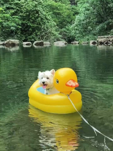 4/4💥 ลด สระสีรุ้ง ขมีกันกระแทก --ขนาด114x25 ซม.💦 คลายร้อนง่าย ๆ กับสระน้ำเป่าลม สีสวย ขนาดกะทัดรัด พกพาสะดวก