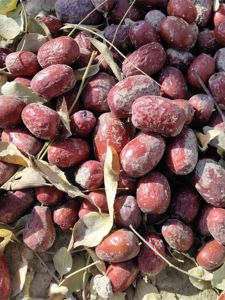 New 25 Year Old Grey Date Fruits 5 Pounds Unwashed Original Ecology with Grey Soil Dried Dates Lu Lan Porridge Dates Snacks