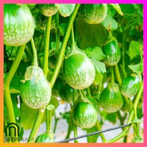 SeedsPLAZA™ - Thai Eggplant Seeds (20 Seed) for Planting Vegetable Plants + Planting Instruction for Thai Ilocos Variety