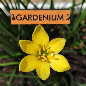 Umbi Bunga Rain Lily Yolkster - Rainlily Zephyranthes Hybrid