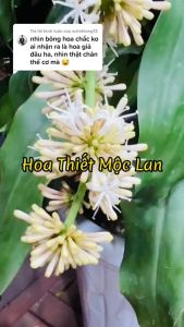 thiêt môc lan xanh khúc giống size trung dài 40cm