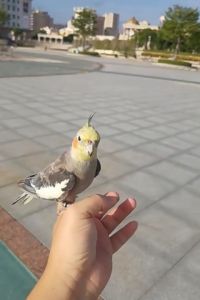 120dB นกหวีดท่อคู่ สุ่มสี นกหวีดฝึกนก นกหวีดฝึกสูง