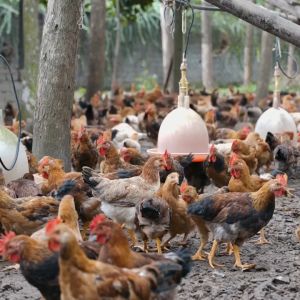 Goldking USA 1kg siêu tăng trọng cho vật nuôi