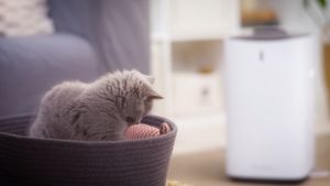 ACLIUM WIFI Cats & Dog Air Purifier Hello Kitty Version