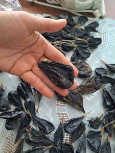 Mật trăn phơi khô . 3 gam