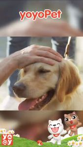 yoyopet : ลูกกลิ้งทำความสะอาด ลูกกลิ้งเก็บขน ม้วนกาว ขจัดขนเหนียวและฝุ่นออกจากเสื้อผ้า ขจัดขนแมวและขนสุนัข