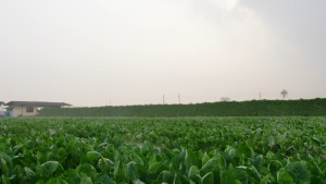 ปั้มน้ำหอยโข่ง ส่งสูง น้ำเยอะ 3แรงม้า 2นิ้ว ยี่ห้อ DAYUAN รุ่น DSM 80 (รับประกัน 1ปี)