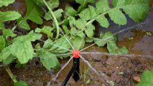 30PCS Garden 13cm Stake Drip Irrigation Sprinkler Emitters for 4/7mm Hose Bonsai Plants Watering 360 Degree Adjustable Dripper