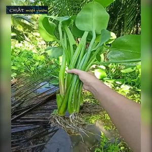 Cây kèo nèo giống THỦY SINH - Tai tượng giống - Nê thảo giống (cây cao 25-40cm như hình)