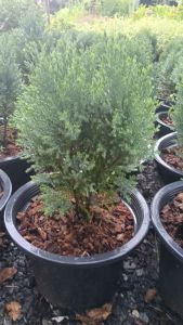 สนบอม กระถาง 11 นิ้ว ต้นสวยและแข็ง แรง (กทม)