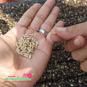 ส่วนผสมดินปลูกพืชสมุนไพร เพอร์ไลท์ + เวอร์มิคูไลท์ ขนาดถุงล่ะ 4 ลิตร แพ็คคู่ ราคาประหยัด ชุดนี้เก็บคูปองส่งฟรี ได้เลยจ้าาา