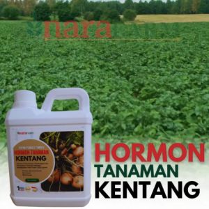 Pupuk Penyubur Tanaman Kentang & Hormon Pembesar Umbi Kentang