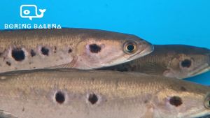BRBN Ocellated Snakehead - Channa Pleurophthalma - Channa - Snakehead - Ikan Channa - Aquarium Freshwater Fish / Ikan Air Tawar