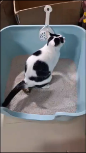 [Q12 - HỎA TỐC] Khay Cát Mèo Mẫu Mới Thùng Cát Mèo Size Siêu To Khổng Lồ Tặng Kèm Xẻng Xúc - Nuôi Pet Shop