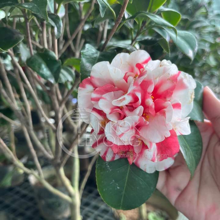 TKL - Camellia Japonica Triumphans/Red Dan 花蝴蝶茶花/花露珍/赤丹