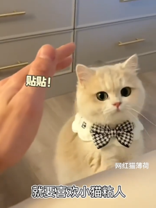 Vòng Cổ Yếm Vải Dễ Thương Cho Thú Cưng Chó Mèo - iPet Shop