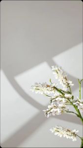 Celana Wanita Terbaru: Celana Pendek Wanita Jenia Motif Labubu Series