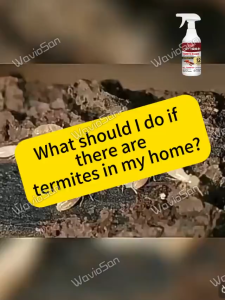1000% effective MNY Termite killer Racun anai anai terbaik Ubat anai anai terbaik Death on contact Harmless to people and pets Termite spray 白蚁药