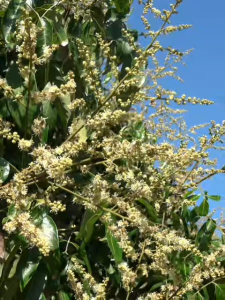 จะเด็ด 4พลัง เปิดตาดอก ลำไย มะม่วง