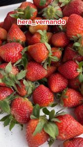 Bibit Strawberry Jumbo Manis & Cepat Berbuah