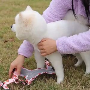 TRENY [Stock Ready] Small Medium pet puppy chest adjustable light harness reflective walking leash vest anjing kucing狗狗牵引绳 宠物胸背带 猫