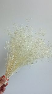 ดอกไม้แห้ง สีขาว ดอกไม้จริง โหระพาป่า Dried flower