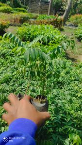 bibit tanaman daun kari/daun kare/salam koja