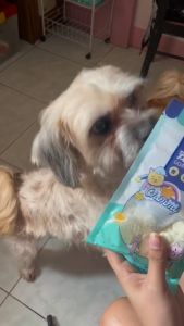 All Stages Adult Puppy 100g Pet Snack Biscuit Cookie Pet Treats Pet Food Dog Cat Treats Funny U Dogs Cats