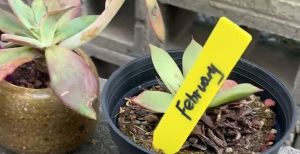 ป้ายแท๊กต้นไม้ (100ชิ้น) ป้ายชื่อพลาสติก ป้ายแท็ก แท็กติดต้นไม้ ป้ายชื่อแบบคล้องกิ่งไม้ ป้ายชื่อพลาสติก